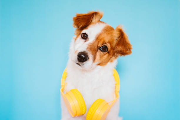 ritratto di bellissimo piccolo cane jack russell che indossa moderne cuffie gialle su sfondo blu. concetto colorato e primaverile - animals and pets arts and entertainment music foto e immagini stock