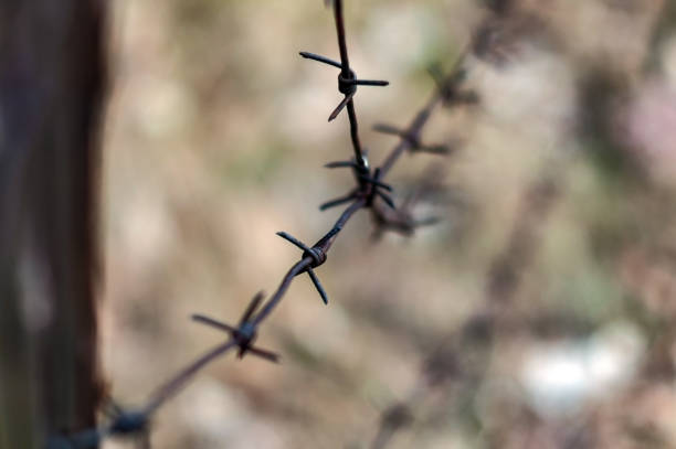 istock Rusty barbed wire in the forest, photographed close-up 1212568022