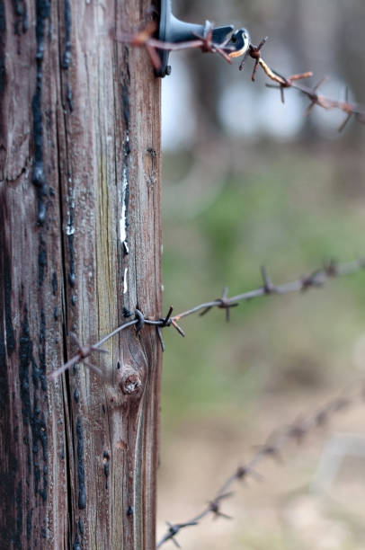 istock Rusty barbed wire in the forest, photographed close-up 1212568025