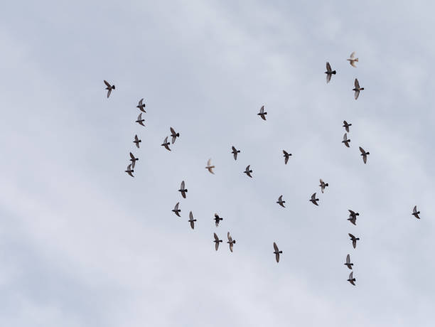 istock A flock of birds on blue sky 1212568152