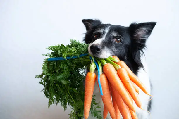 Dog with bunch of carrots in mouth. Cute black and white border collie with vegetable.