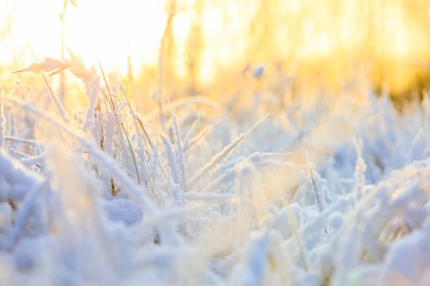 istock Plants under snow pillow at warm sunlight 1212568445