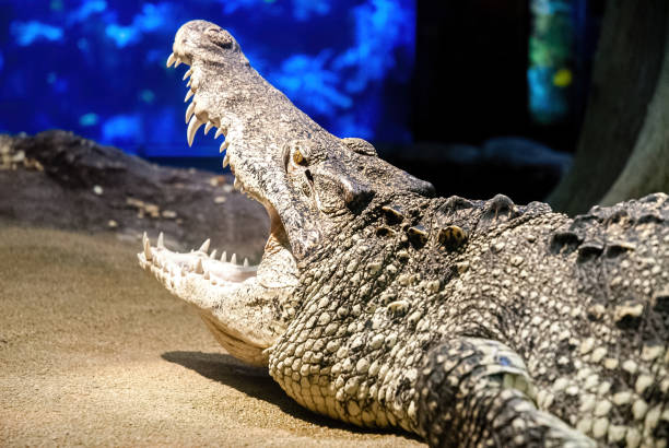 istock The Cuban crocodile 1212569130