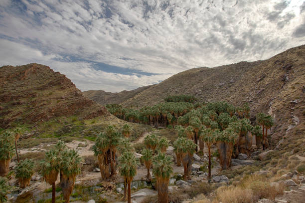 indian canyons in palm springs - wildflower california desert spring stock-fotos und bilder
