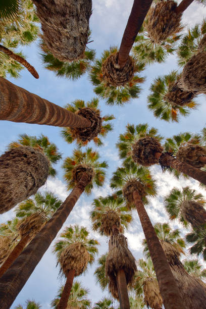 istock Upward view of palm trees 1212569152