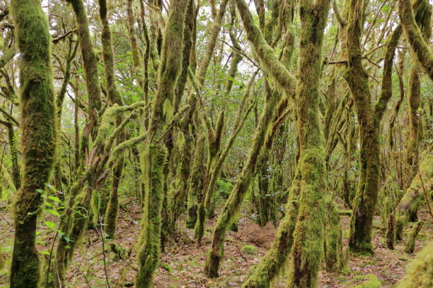 istock Evergreen rainforest in Garajonay national park 1212569159