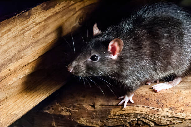 The black rat The black rat (Rattus rattus), also known as ship rat, roof rat, or house rat. rat photos stock pictures, royalty-free photos & images