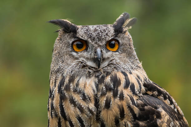 Eurasian eagle-owl The Eurasian eagle-owl (Bubo bubo) is a species of eagle-owl that resides in much of Eurasia. eurasian eagle owl stock pictures, royalty-free photos & images