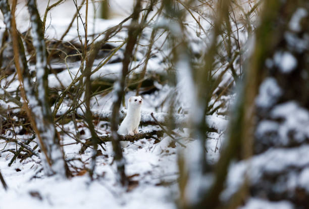 Small white least weasel between tree branches in snowy winter forest