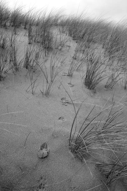 istock Dead and Alive Animals at Sylt Island 1212571056