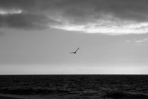 istock Dead and Alive Animals at Sylt Island 1212571076