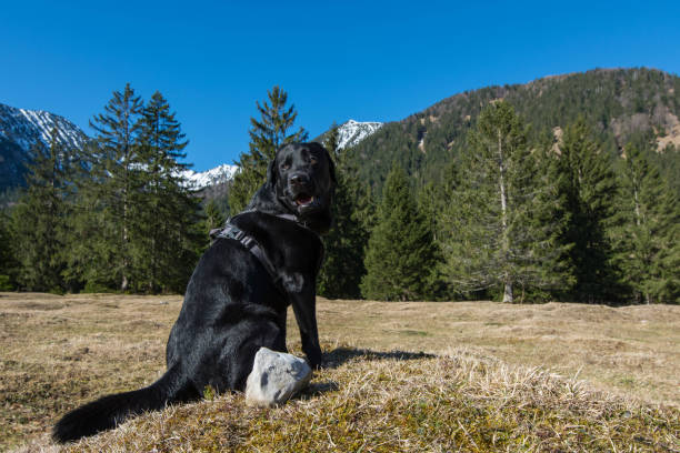 istock Labrador Retriever looking towards mountains 1212571155