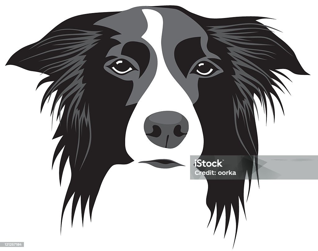 Border collie Abstract vector illustration of border collie head Border Collie stock vector
