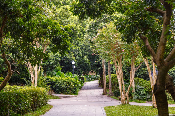 istock Tropical Park Alley 1212572442