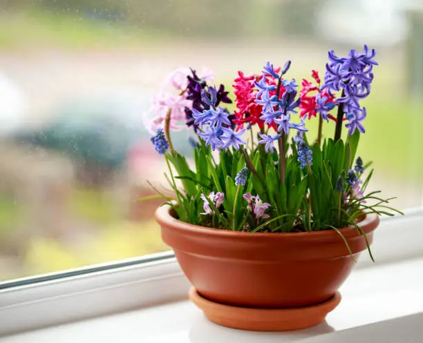 Colourful spring flowers hyacinth, muscari and chionodoxa display in terracotta ceramic pot on window sill.