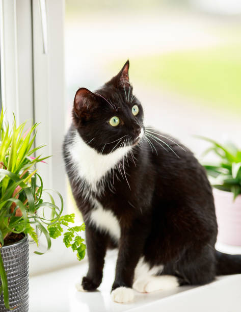 istock black and white Cat and house plants on window sill. Spring 1212572606