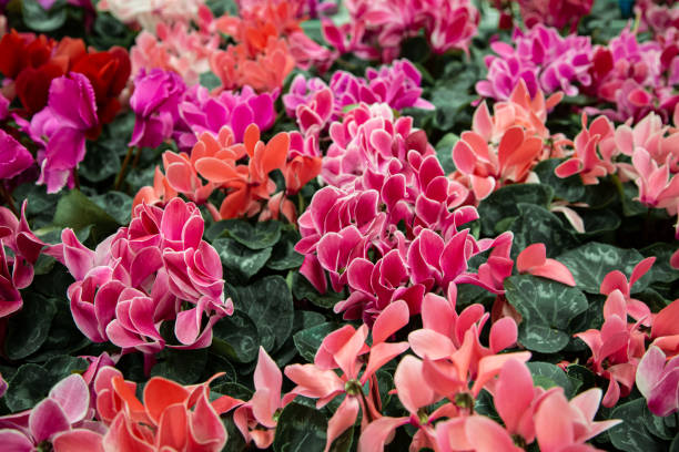 istock Natural beautiful background with lots of cyclamen. 1212572708