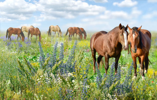 istock Brown horses  on the meadow 1212573421