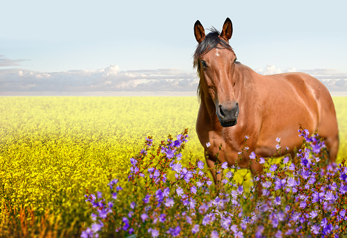 Stallion standing on the meadow of yellow flowers background. A closeup portrait of the face of a horse
