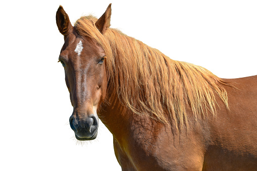 Cabeza de caballo marrón aislada en blanco photo