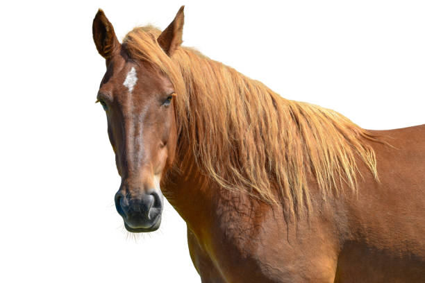 testa di cavallo marrone isolata su bianco - cavallo equino foto e immagini stock