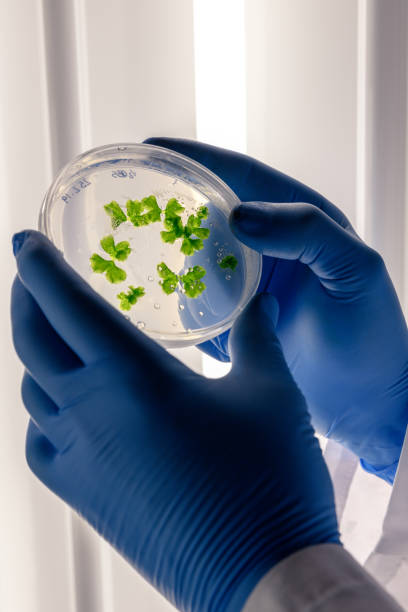 istock Scientific handling cultures in petri dishes in bioscience laboratory refrigerator. Concept of science, laboratory and study of diseases. 1212575232