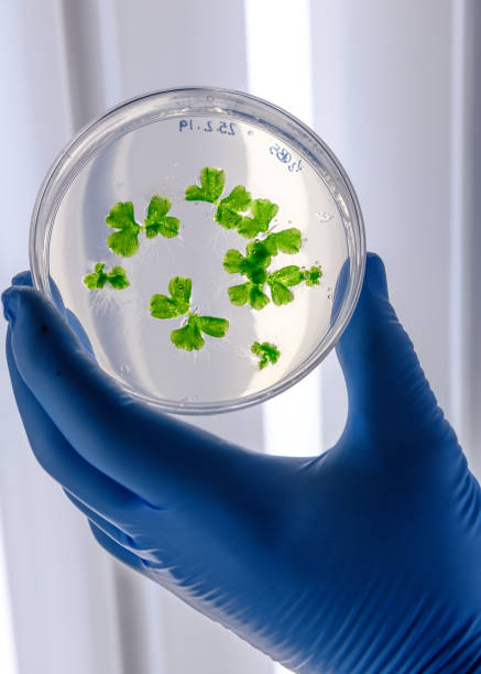 istock Scientific handling cultures in petri dishes in bioscience laboratory refrigerator. Concept of science, laboratory and study of diseases. 1212575277