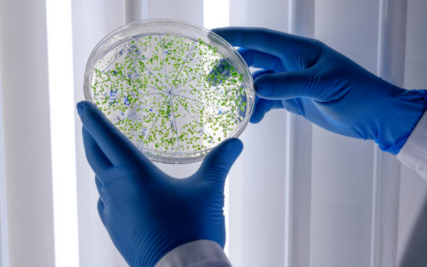 istock Scientific handling cultures in petri dishes in bioscience laboratory refrigerator. Concept of science, laboratory and study of diseases. 1212575313
