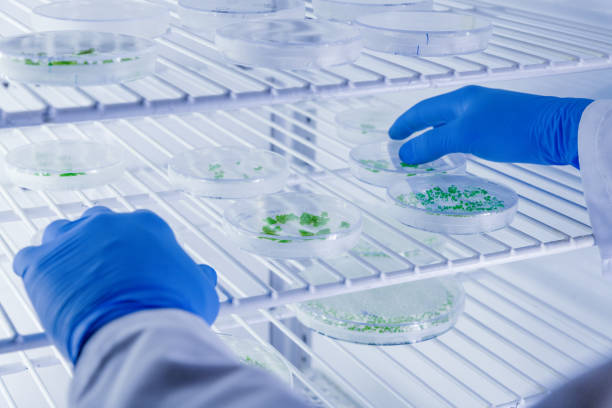 Scientific handling cultures in petri dishes in bioscience laboratory refrigerator. Concept of science, laboratory and study of diseases. stock photo