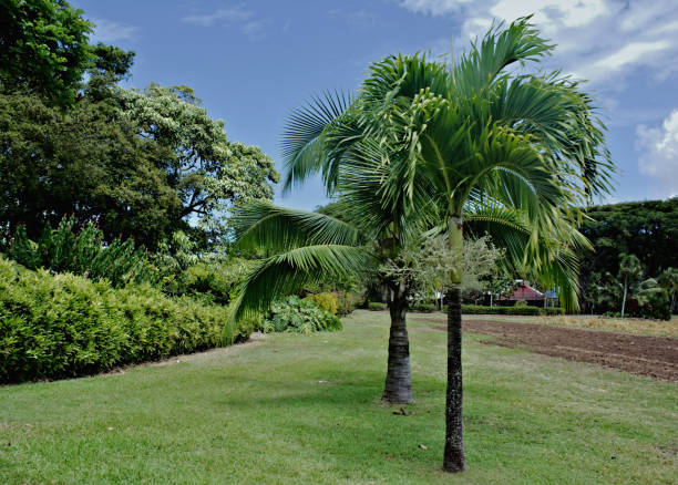 istock Palm Trees in Landscaped Garden 1212576069