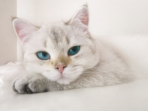 Cat, Blue Eyes, Animal, Animal Body Part, Animal Eye, Animal Hair