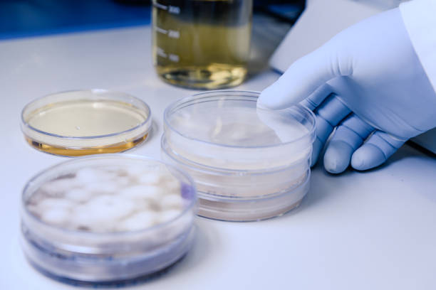 istock Scientific handling Microbiological cultures in a petri dish for pharmaceutical bioscience research. Concept of science, laboratory and study of diseases. 1212576934