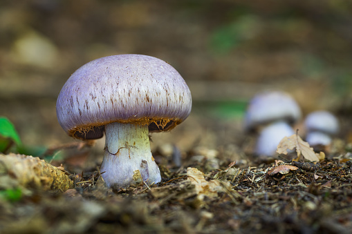 Beautiful mushroom Cortinarius from Central Europe, Slovakia
