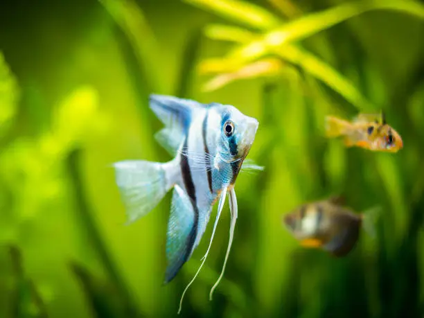 portrait of a zebra Angelfish in tank fish with blurred background (Pterophyllum scalare)