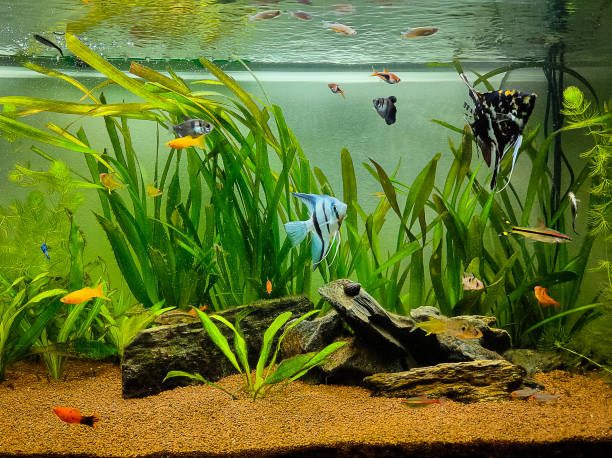 vackra fiskar som simmar i ett planterat tropiskt sötvattenakvarium - freshwater bildbanksfoton och bilder