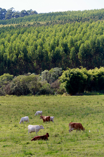 cattle in pasture inside Brazil