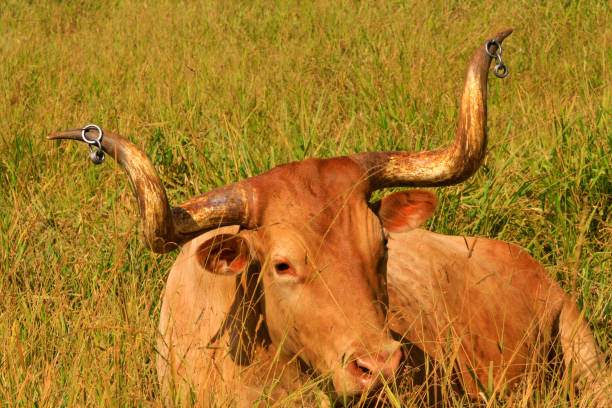 Longhorn cow in Texas USA