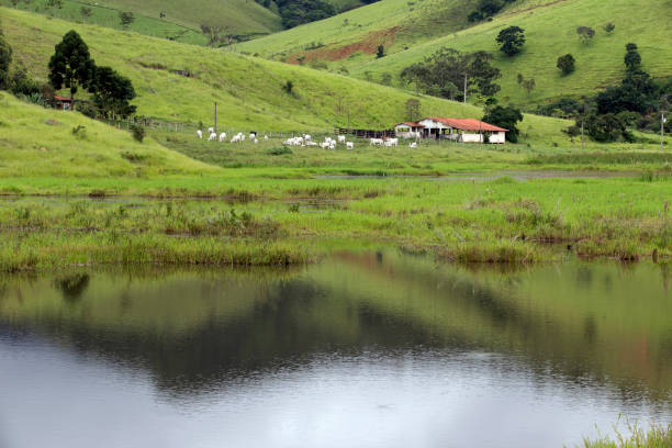 bovins dans le champ - farm lake photos et images de collection