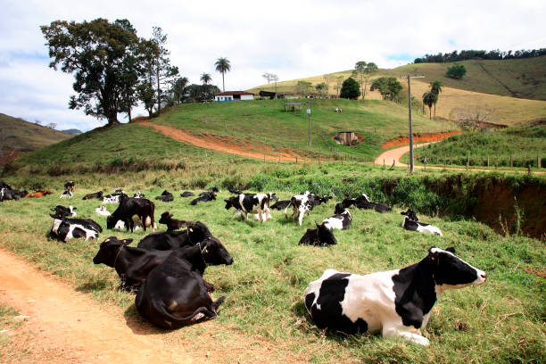 istock dairy cattle to milk production 1212579271