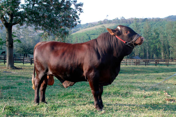 istock bull in a farm 1212579276