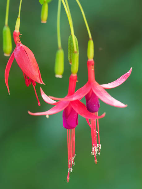Three flowers of wild Magellanic Fuchsia in southern Chile Three flowers of wild Magellanic Fuchsia (Fuchsia magellanica), one of the ancestors of many horticultural varieties, in a forest in southern Chile fuchsia flower photos stock pictures, royalty-free photos & images