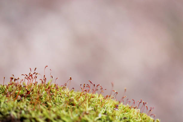 Colorful macro shot of fairy nature, dreamy background