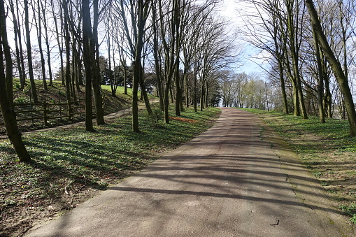 Pedestrian lane lined with trees in a public park in the Paris region