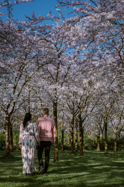 istock Couple relax in the park during Spring in Amsterdam Netherlands, blooming cherry blossom tree in Amsterdam, men and woman walk in park forest during Spring 1212582421