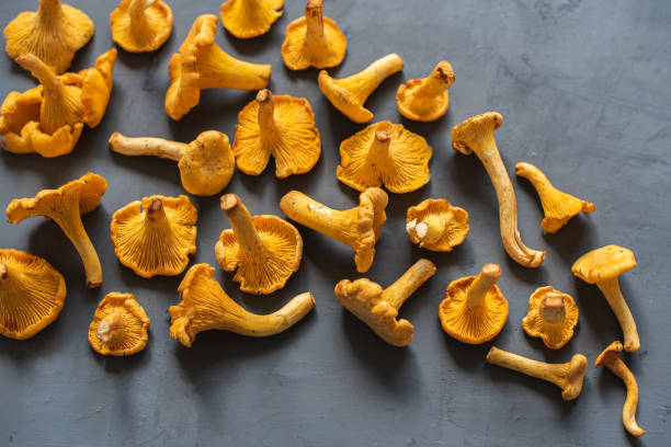 istock Fresh red chanterelle mushrooms on gray concrete background 1212582651