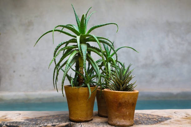 istock Potted succulent house plants 1212583752