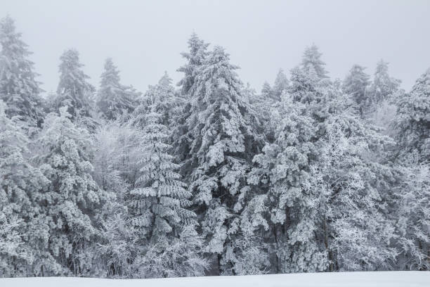 istock snow capped trees in winter 1212584410