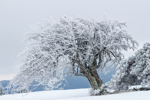 snow capped trees in winter