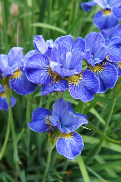 istock Siberian iris riverdance blue flowers in garden vertical 1212585223