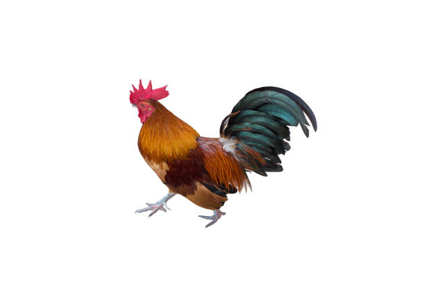 istock Young asian rooster isolated on white background. 1212585545